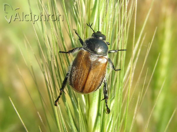 Chaetopteroplia segetum