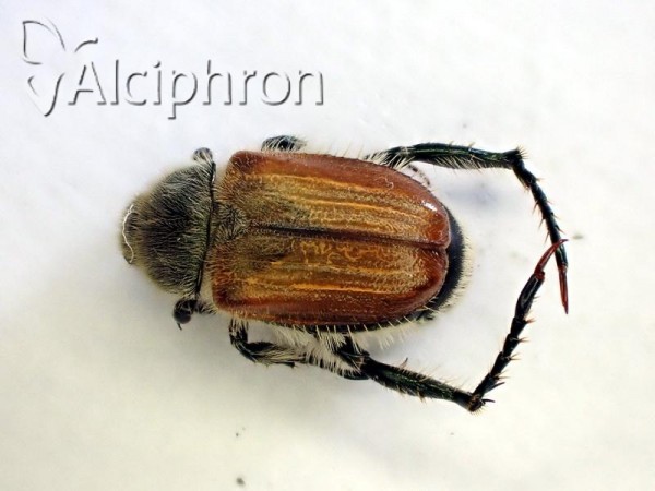 Chaetopteroplia segetum