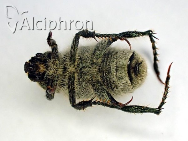 Chaetopteroplia segetum