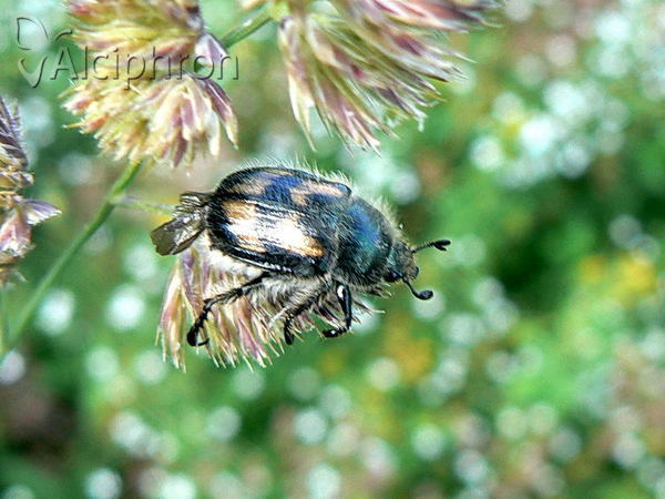 Anisoplia agricola