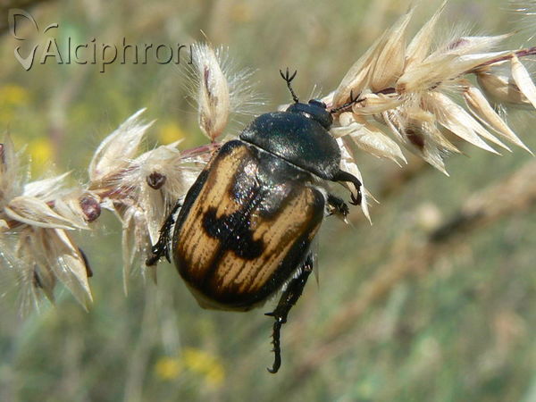 Anisoplia agricola