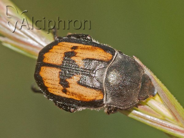 Anisoplia agricola