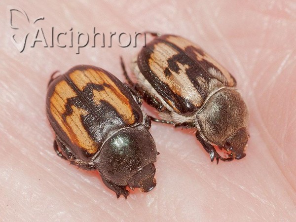 Anisoplia agricola