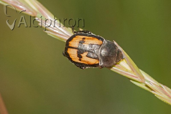 Anisoplia agricola