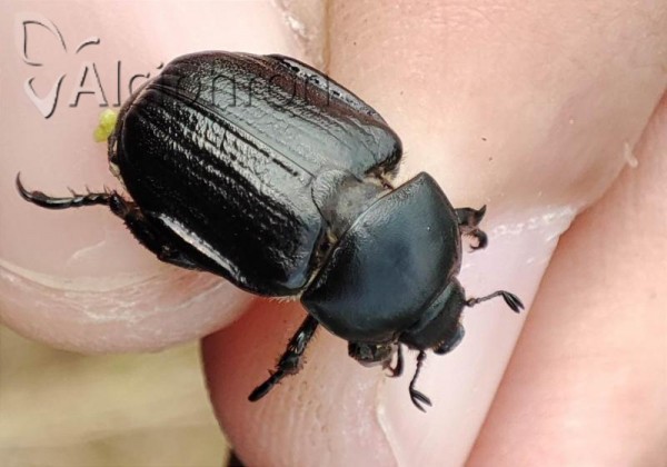 Anisoplia lata