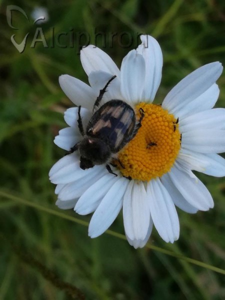 Anisoplia monticola