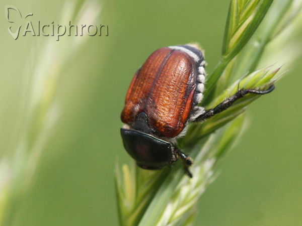Anisoplia tempestiva