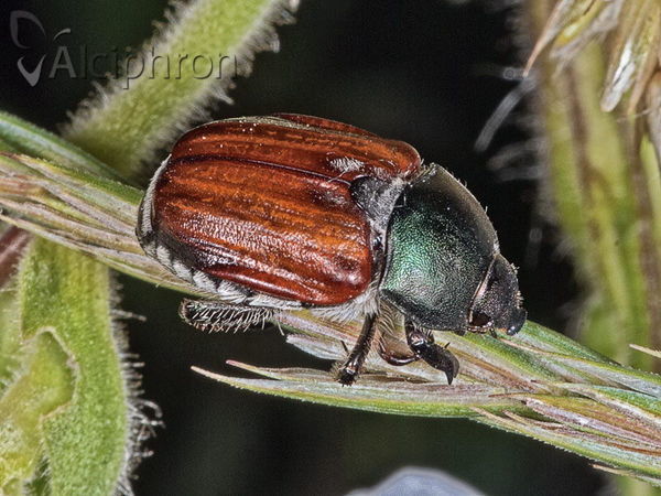 Anisoplia tempestiva