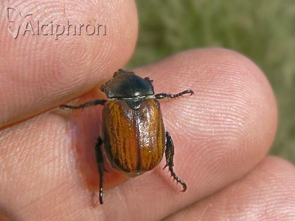 Anisoplia tempestiva