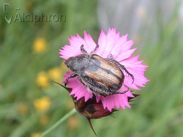 Anisoplia villosa