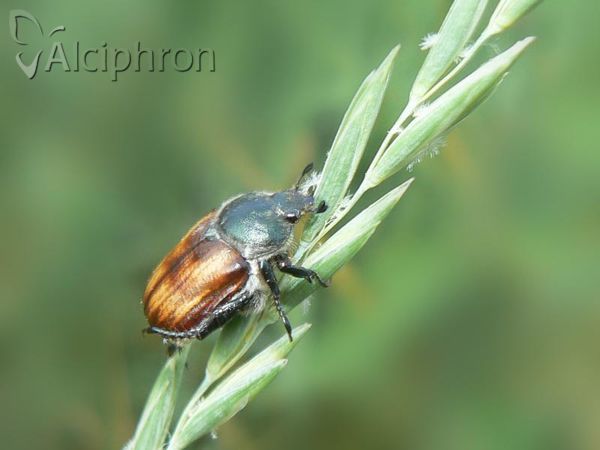 Anisoplia villosa