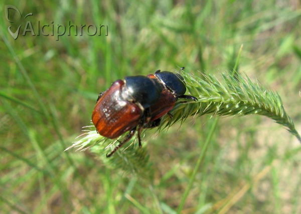 Anisoplia austriaca