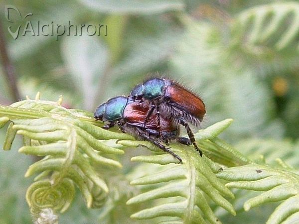 Phyllopertha horticola