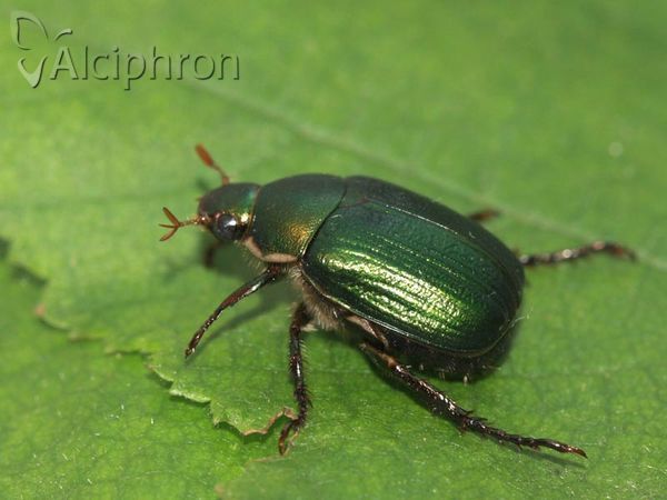 Anomala dubia