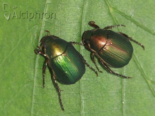 Anomala dubia