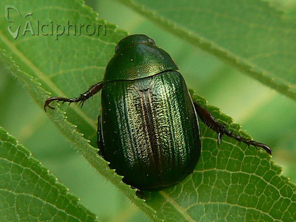 Anomala dubia
