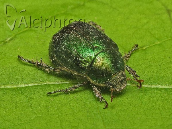 Anomala dubia