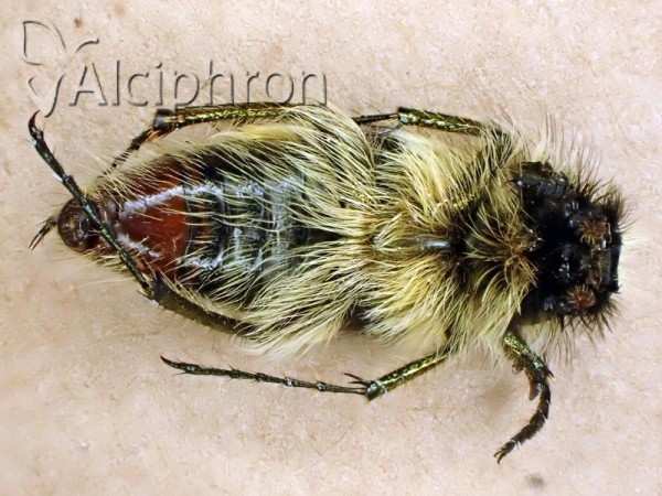 Pygopleurus apicalis