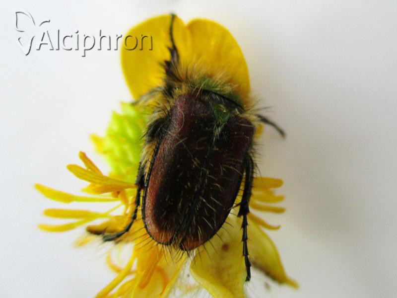 Pygopleurus chrysonotus