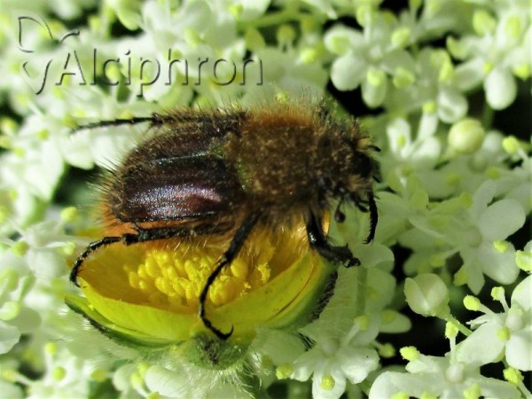 Pygopleurus diffusus
