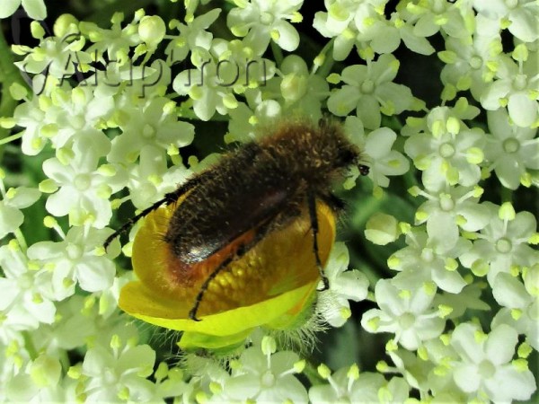 Pygopleurus diffusus
