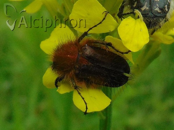 Pygopleurus diffusus