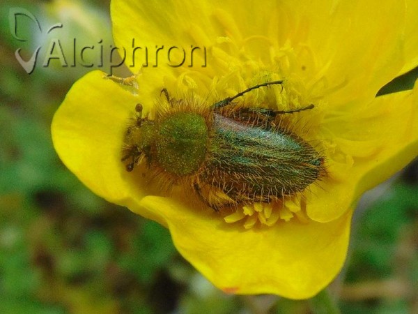 Pygopleurus humeralis