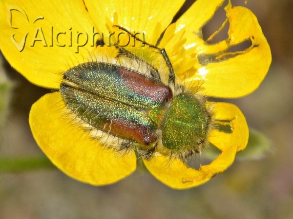 Pygopleurus humeralis