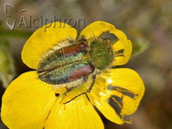 Pygopleurus humeralis