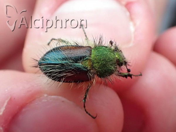 Pygopleurus humeralis
