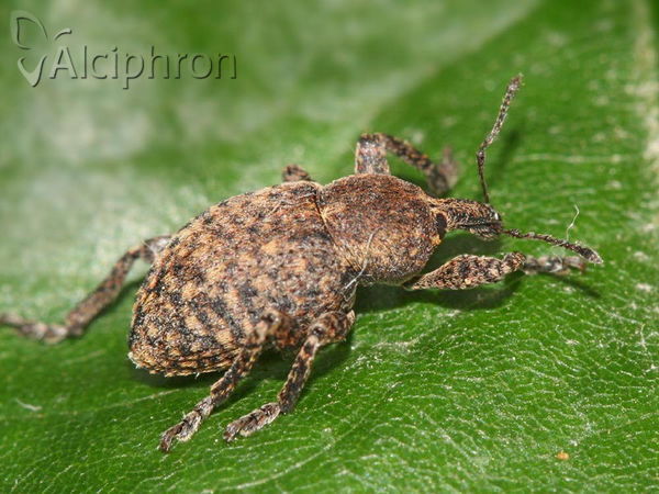 Neoglanis ovalis