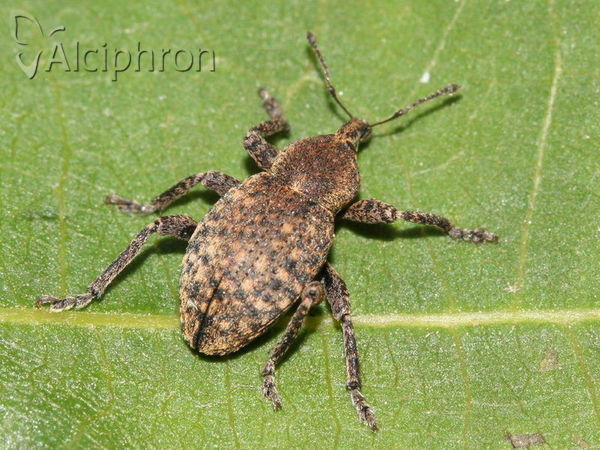 Neoglanis ovalis