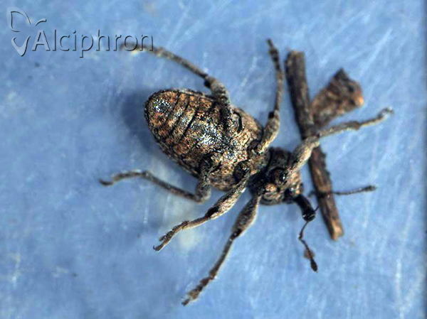 Neoglanis tessellatus