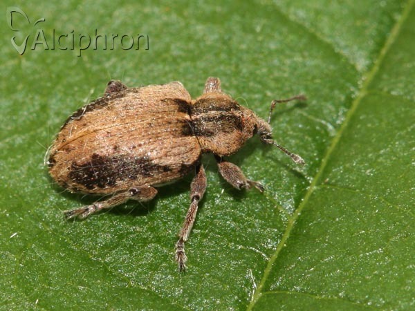 Hypera plantaginis