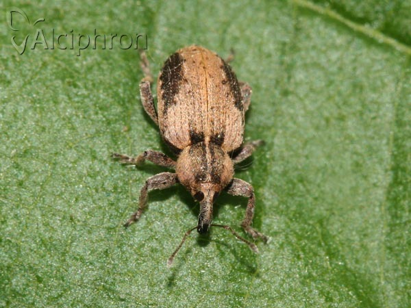 Hypera plantaginis