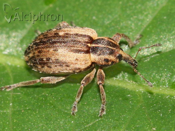Hypera postica