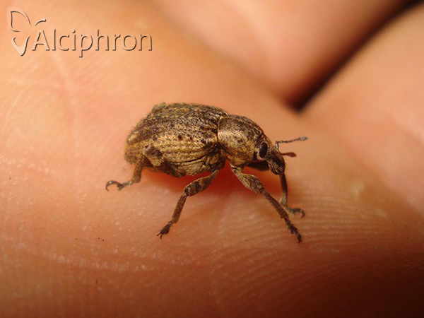 Donus zoilus