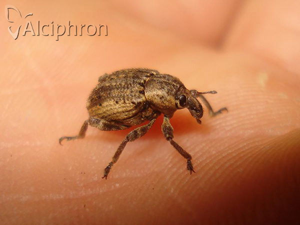 Donus zoilus