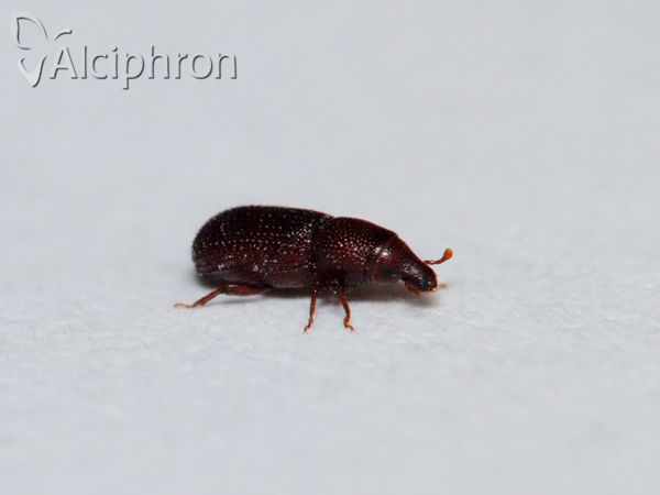 Stereocorynes truncorum