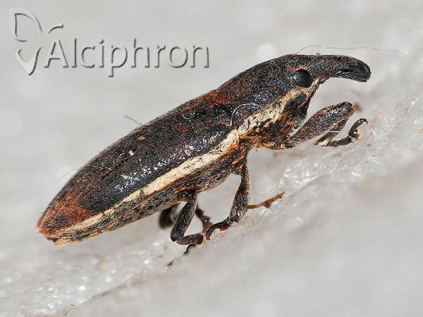 Lixus ochraceus