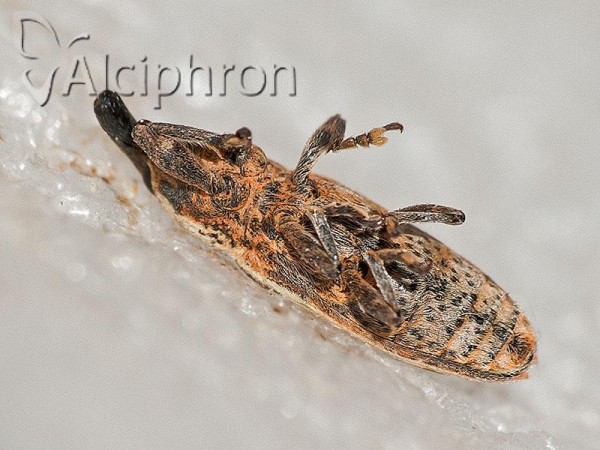 Lixus ochraceus