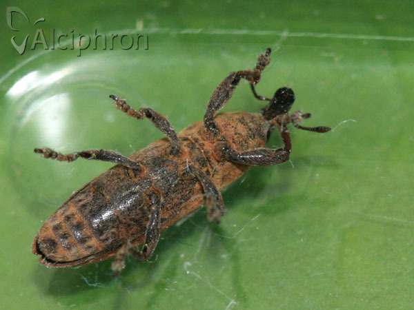 Lixus bardanae
