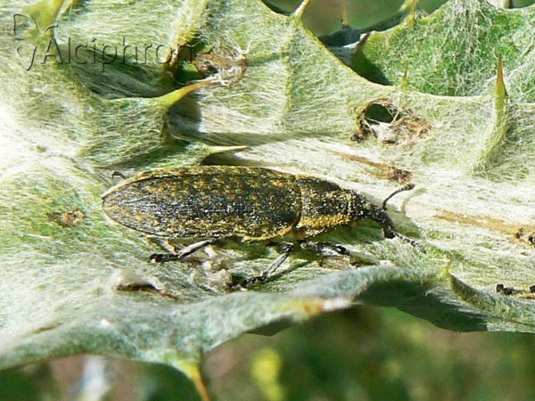 Lixus pulverulentus