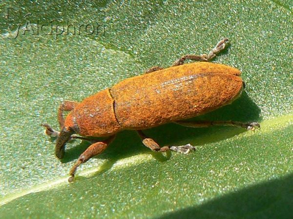 Lixus pulverulentus