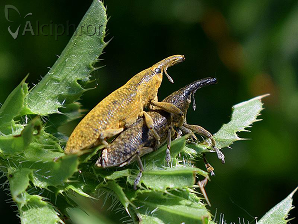 Lixus pulverulentus