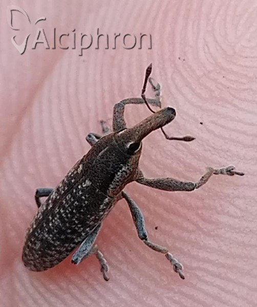 Lixus punctiventris