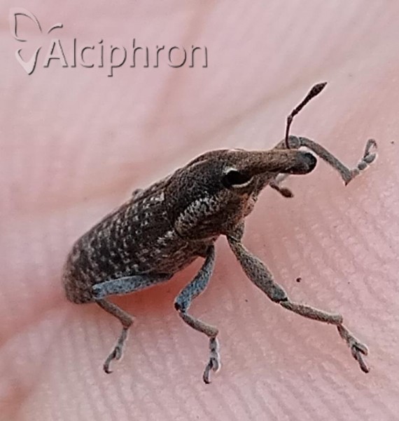 Lixus punctiventris