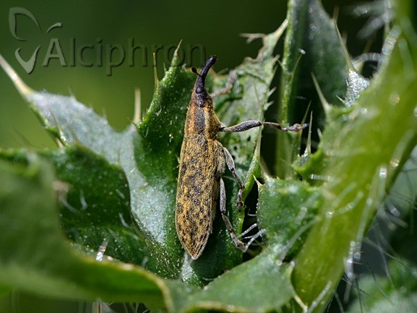 Lixus cardui