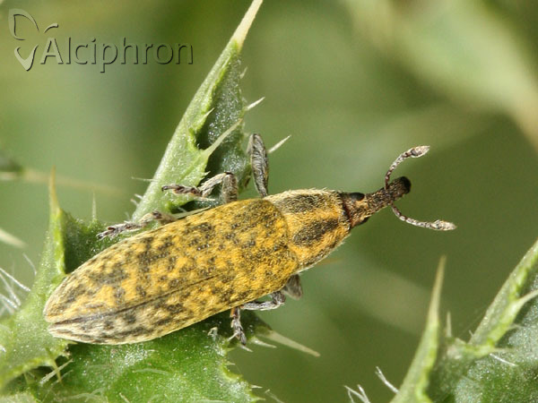 Lixus filiformis