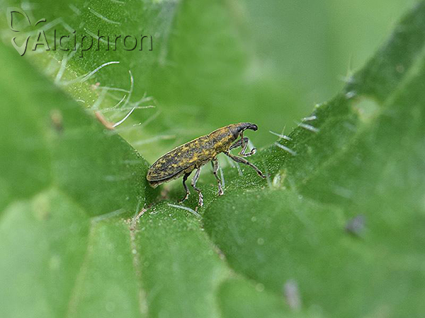 Lixus filiformis
